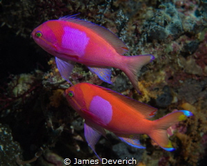 Pair of Squarespot Anthias by James Deverich 